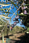 Petra Olive Oil Shed Door Tasting Room & Farm Shop food