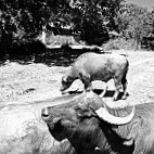 La Ferme aux Buffles food