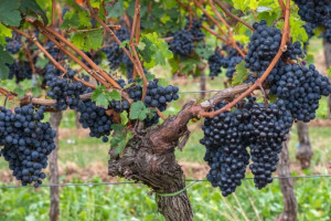 Vinothek Im Mondholzhotel food