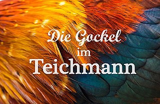 Die Gockel im Teichmann