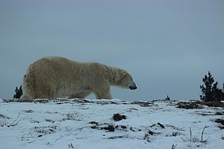 Tundra Grill