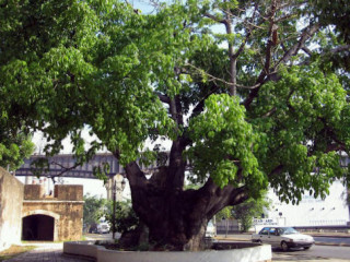 Ceiba De Colón