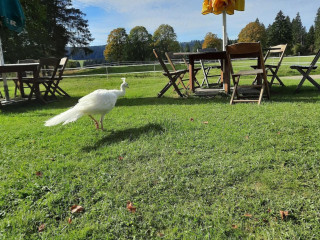 Au Pied De Cochon