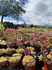 Maui Nui Farms Farmers Market