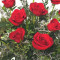 Klassisk Dozen Roses Red Rose Arrangement