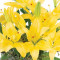 Yellow Lilies Bouquet