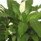 Peace Lily Plant Xanthophyll Cleveland