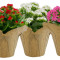 6 Kalanchoe (Bright Colors)