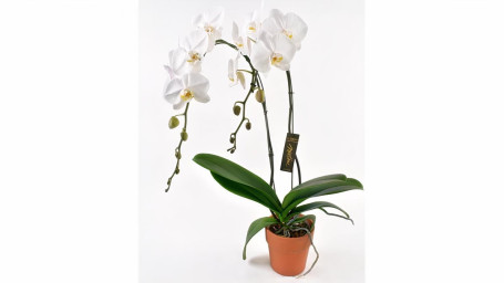 Debi Lilly Grande White Orchid In Clay Pot