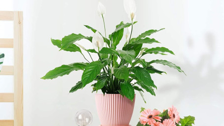 Small Peace Lily Plant