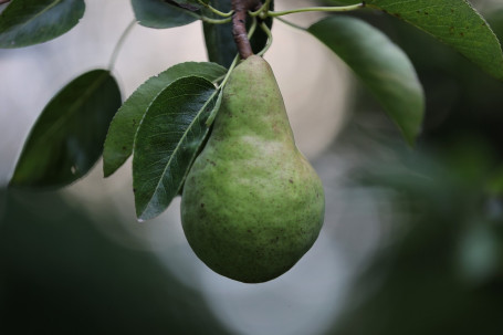 Cawston Press Børnedrik Æble Pære