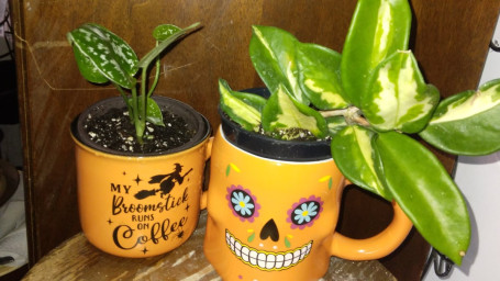 Seasonal Mug Planters