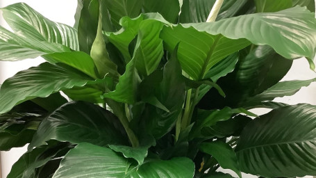 Large Peace Lily