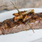 New York Cut Sirloin Strip With Regular Side (2)