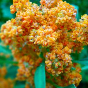 Quinoa Salat