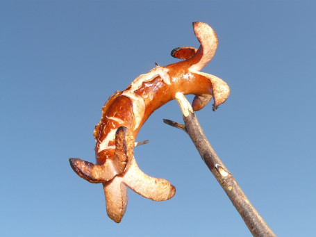 Andouille Pølse