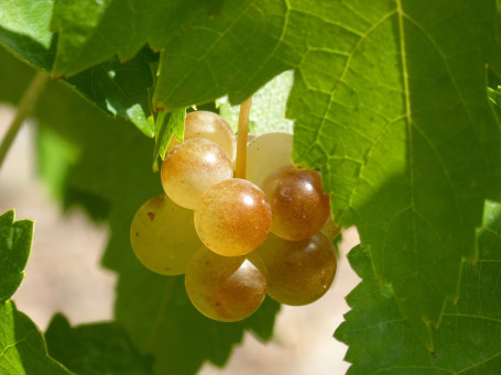 Verdejo Macabeo, El Zondaz, Spanien