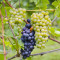 Flowers, Pinot Noir, Sonoma-Kysten, Californien