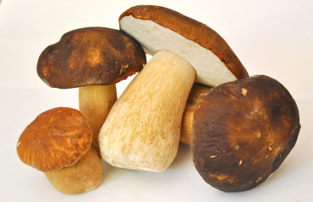 Porcini Svampe